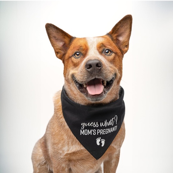 puppy store Other - Bandana Pregnancy Announcement
